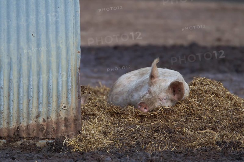 Domestic pig (Sus scrofa domesticus) adult farm animal resting on hay next to its pigsty, England, United Kingdom, Europe