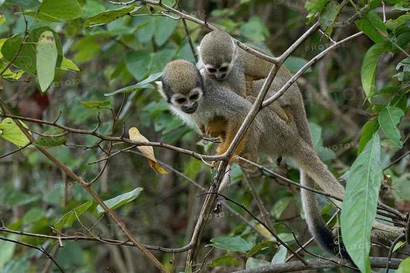 Golden-backed squirrel monkey, Saimiri ustus, carrying a juvenile on the back, Amazon basin, Brazil, South America