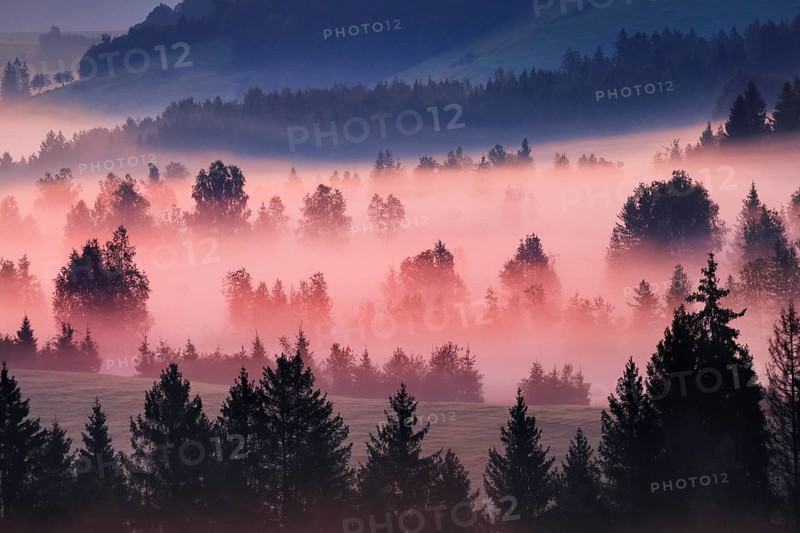 Fog and trees at the Rothenthurm high moor, Canton Schwyz, Switzerland, Europe