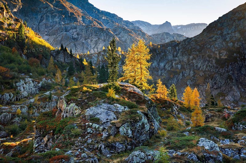 Autumn-coloured larches in rugged alpine terrain, Valais, Switzerland, Europe