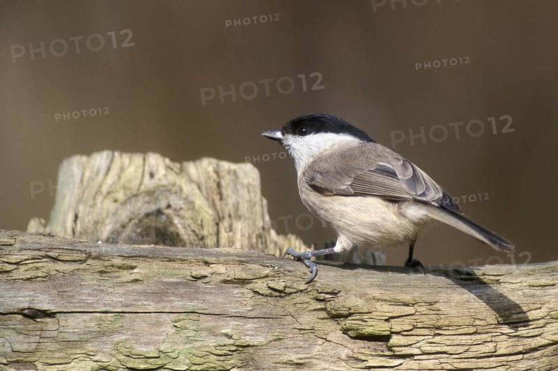 Willow tit (Poecile montanus, Parus montanus) perched on wooden fence