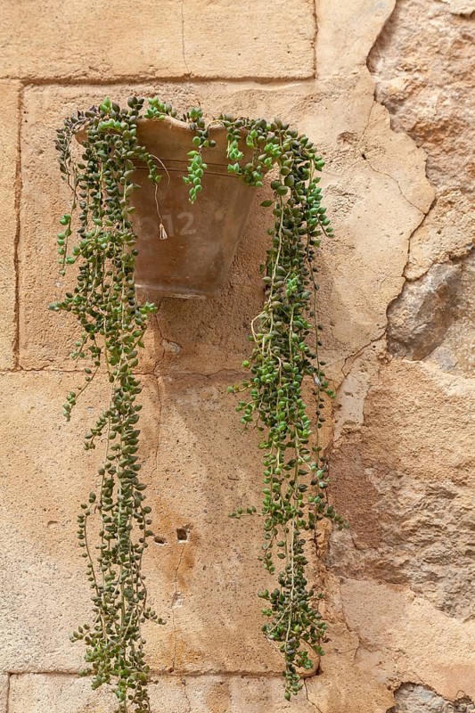 Senecio rowleyanus, also known as pea plant as wall decoration, Majorca, Balearic Islands, Spain, Europe