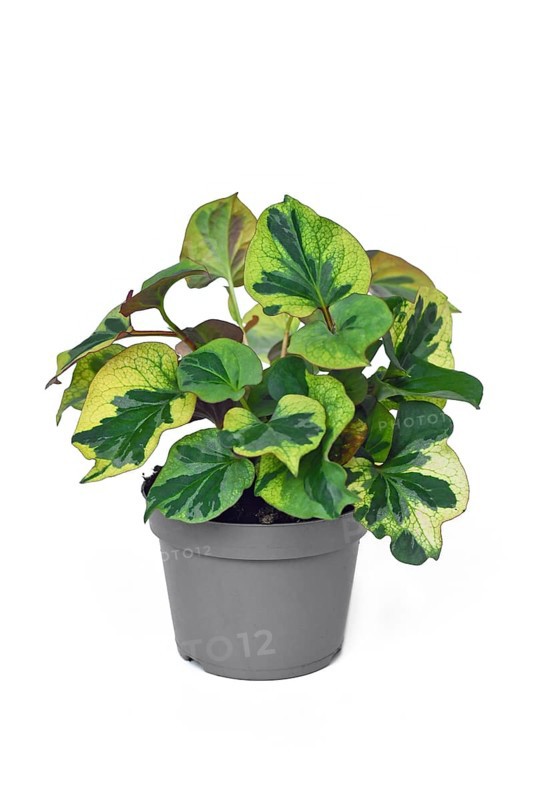 Potted multicolored 'Houttuynia Cordata Chameleon' plant on white background