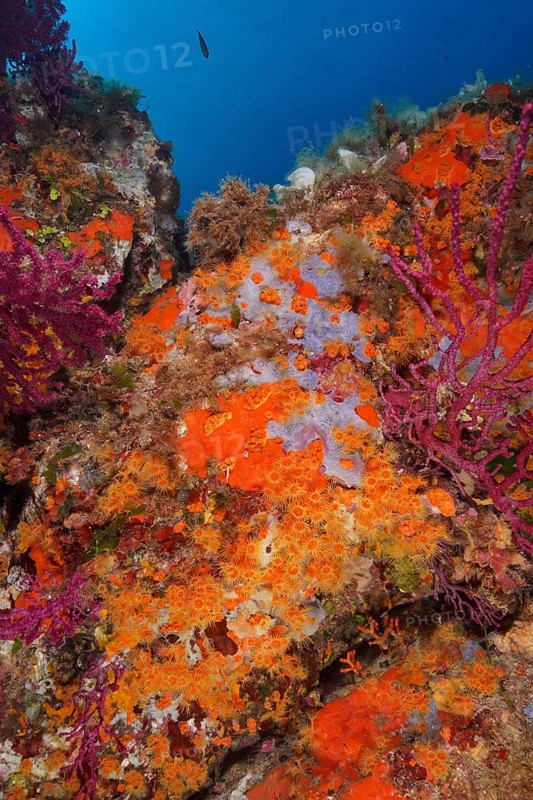 Yellow cluster anemone (Parazoanthus axinellae) and orange upholstery sponge (Reniera fulva) in the Mediterranean Sea near Hyères, dive site peninsula Giens, Côte d'Azur, France, Europe