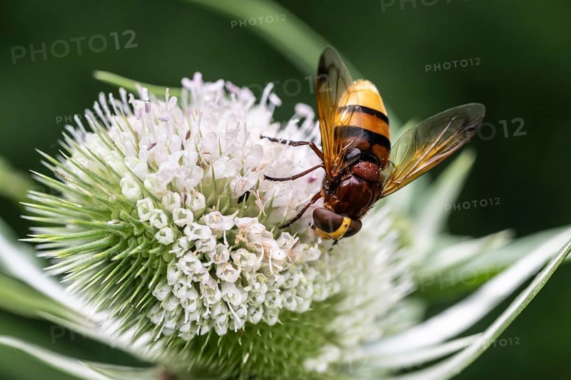 Hornet mimic hoverfly (Volucella zonaria) on teasel (Dipsacus sylvestris), Emsland, Lower Saxony, Germany, Europe
