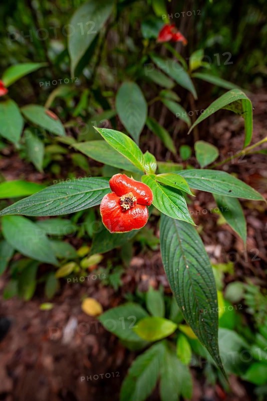 Kissing mouth plant (Palicourea elata), formerly (Psychotria elata), plant with red flower, Corcovado National Park, Osa Peninsula, Puntarena Province, Costa Rica, Central America