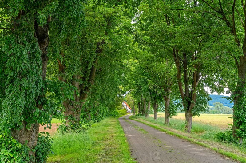 Lindenallee to the Neelhof Estate Rinteln Germany