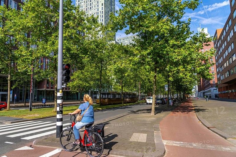 Urban greening, inner-city street Laan op Zuid, in Rotterdam's Feijenoord district, 4 lanes, 2 tram tracks, cycle paths on both sides, pavements and parking lanes, planted with hundreds of plane trees over around 1.5 km, providing shade, cooling in summer, tram tracks with grass surface, less surface sealing, urban climate, microclimate in the city, Rotterdam, Netherlands