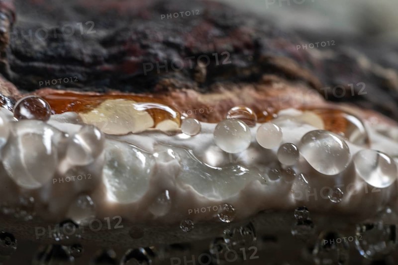 Beeswax Bracket (Ganoderma pfeifferi) with guttation drops, Emsland, Lower Saxony, Germany, Europe