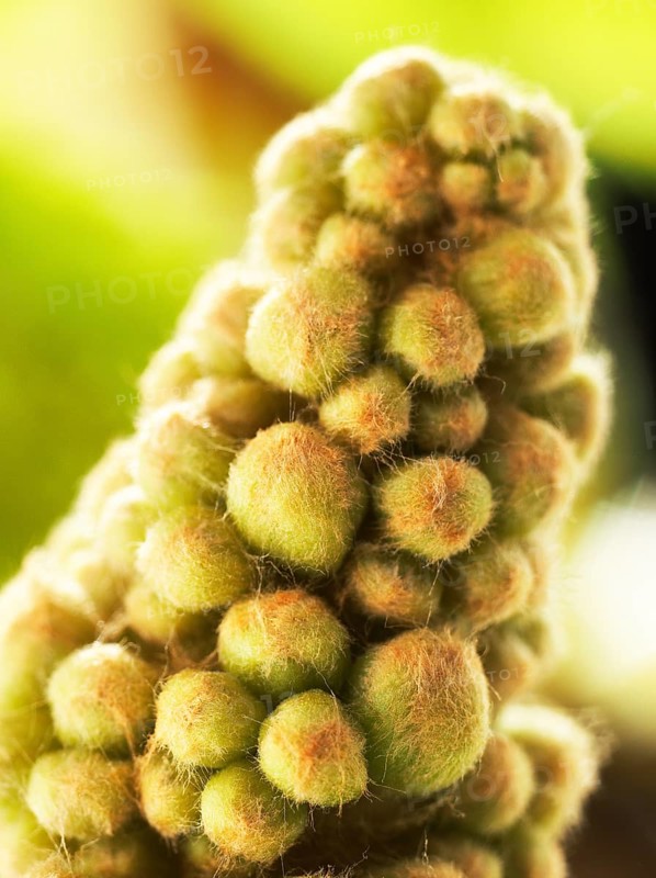 Chestnut, common horse-chestnut (Aesculus hippocastanum), young inflorescence, flower buds, fine hairs to protect the young shoots, macro photograph