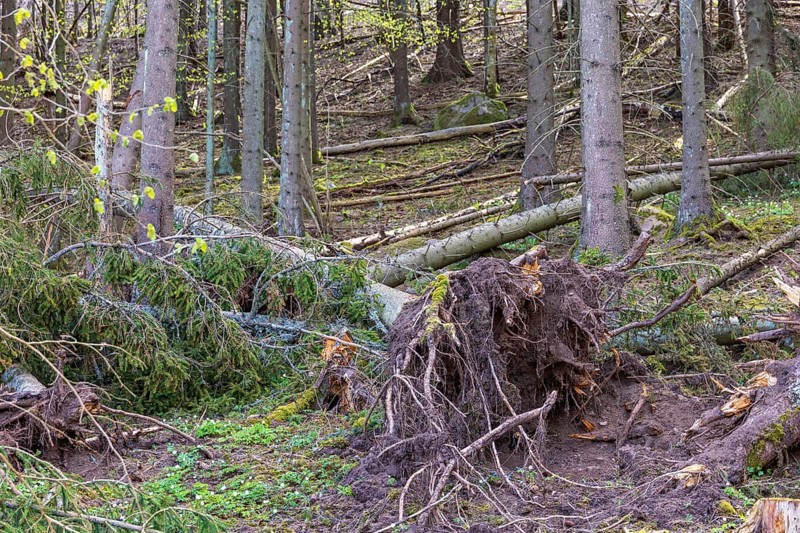 Fallen spruce trees with a windthrow in a forest after a storm