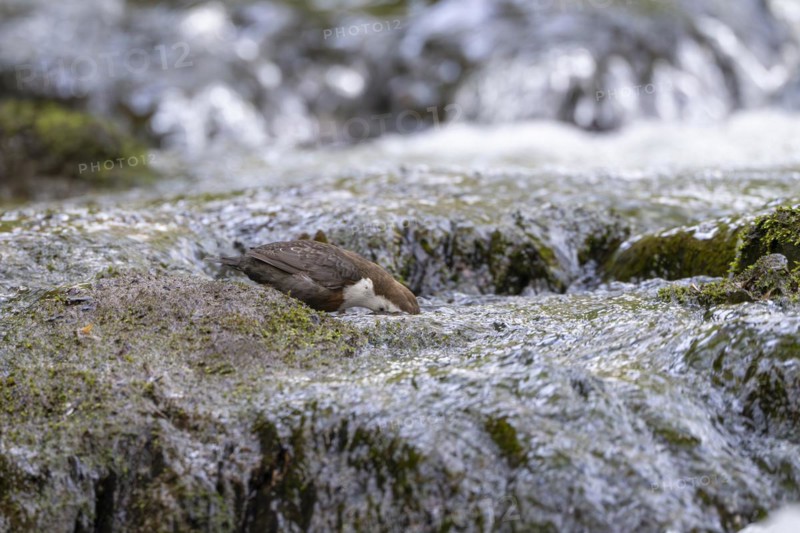 White-throated Dipper (Cinclus cinclus), foraging in a torrent by diving underwater, Rhineland-Palatinate, Germany, Europe