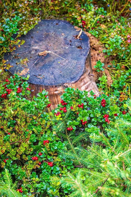 Tree stump on ground with ripe red lingonberry (Vaccinium vitis-idaea) in a forest