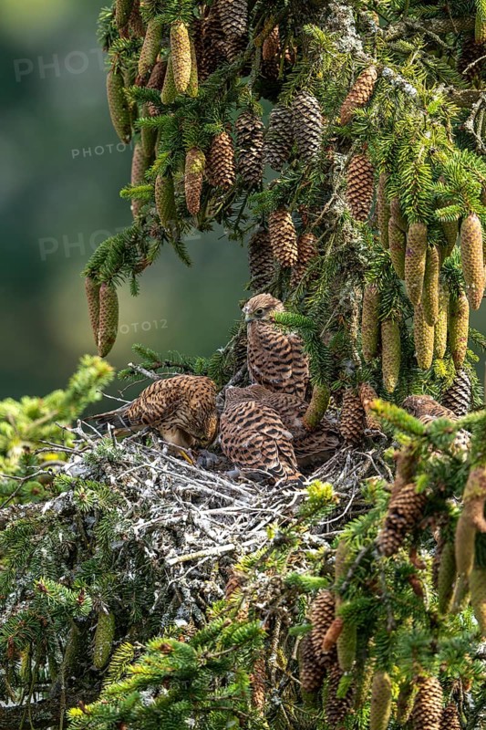 Common kestrel (Falco tinnunculus), female adult bird feeding young birds not yet ready to fly in the nest, Rhineland-Palatinate, Germany, Europe