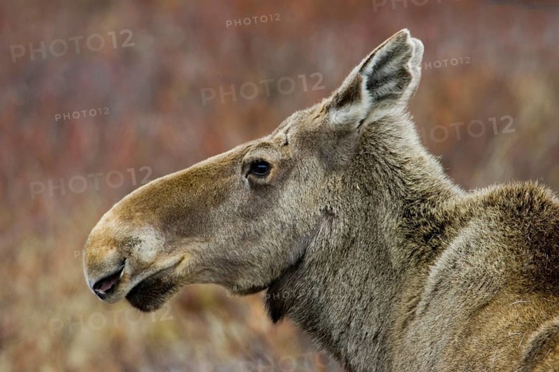 Moose, moose cow, portrait, (Alces alces), cow, Nikkaluokta, Lapland, Sweden, Europe