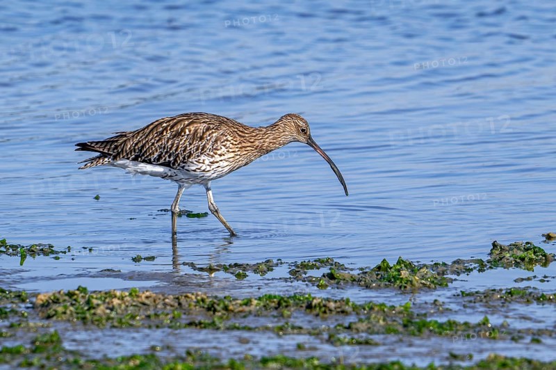Eurasian curlew, common curlew (Numenius arquata) foraging in shallow water by probing soft mud for worms at mudflat in salt marsh in summer