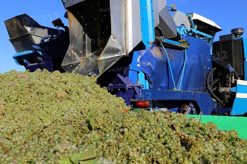 Grape grape harvest with full harvester in the district of Bad Dürkheim, Rhineland-Palatinate