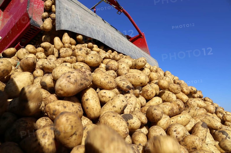 Agriculture potato harvesting with harvester (Mutterstadt, Rhineland-Palatinate)