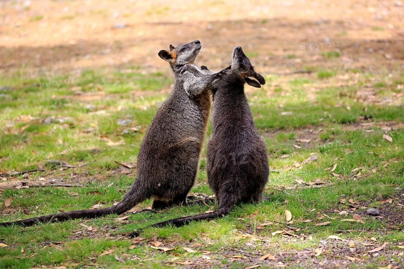 Swamp wallaby (Wallabia bicolor), pair, social behaviour, Mount Lofty, South Australia, Australia, Oceania