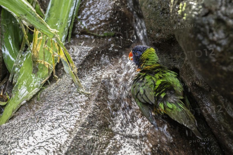 Rainbow lorikeet (Trichoglossus moluccanus), bathing, Emmen Zoo, Netherlands