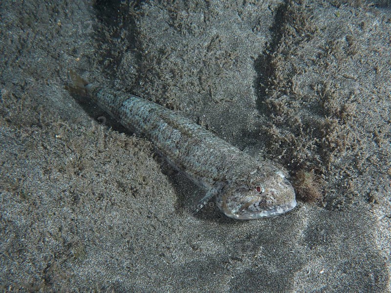 Atlantic lizardfish (Synodus saurus) at night on lava sand under water. Dive site Playa, Los Cristianos, Tenerife, Canary Islands, Spain, Europe