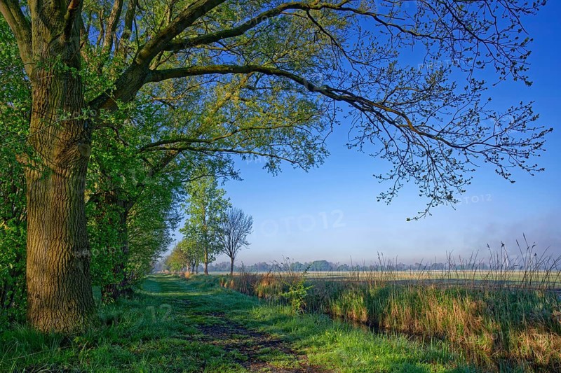 An oak, willows and other trees grow in spring along a meadow path next to a ditch, providing shade. Landscape in the Hamburg Vier- und Marschlanden in the district of Kirchwerder. Lower Warwischer Wasserweg, Hamburg, Germany, Europe