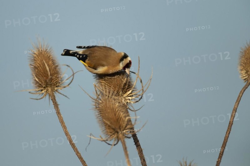 European goldfinch (Carduelis carduelis) adult bird feeding on a Teasel (Dipsacus fullonum) seedhead, England, United Kingdom, Europe