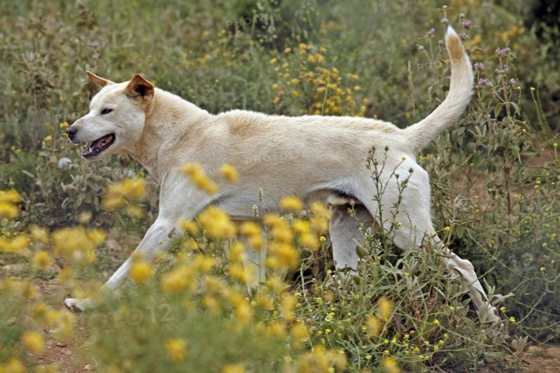 Dingo (Canis lupus dingo), Antequera, Andalusia, Spain, Captive, Europe