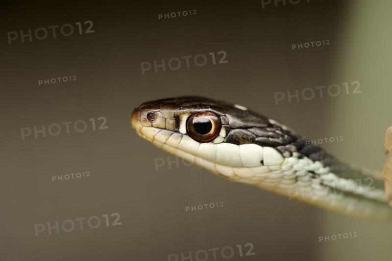 Eastern garter snake or Eastern striped garter snake (Thamnophis saurita), portrait, captive, occurrence in North America