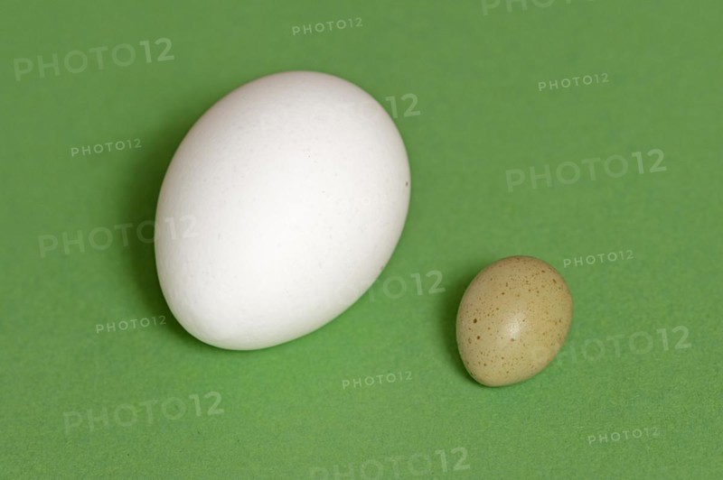 Chinese dwarf quail (Synoicus chinensis, Coturnix chinensis), egg and hen's egg, domestic chicken (Gallus gallus domesticus) on green background