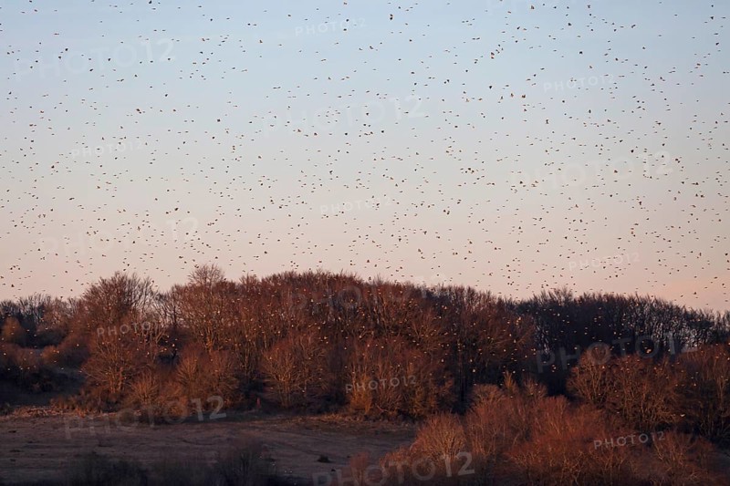 Bramblings fly around in huge flocks. At the former military training area in Münsingen