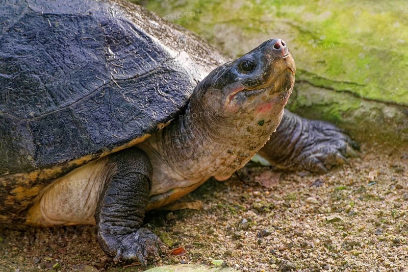 Arrau's rail turtle (Podocnemis expansa), captive, found in South America on the Amazon and Orinoco rivers