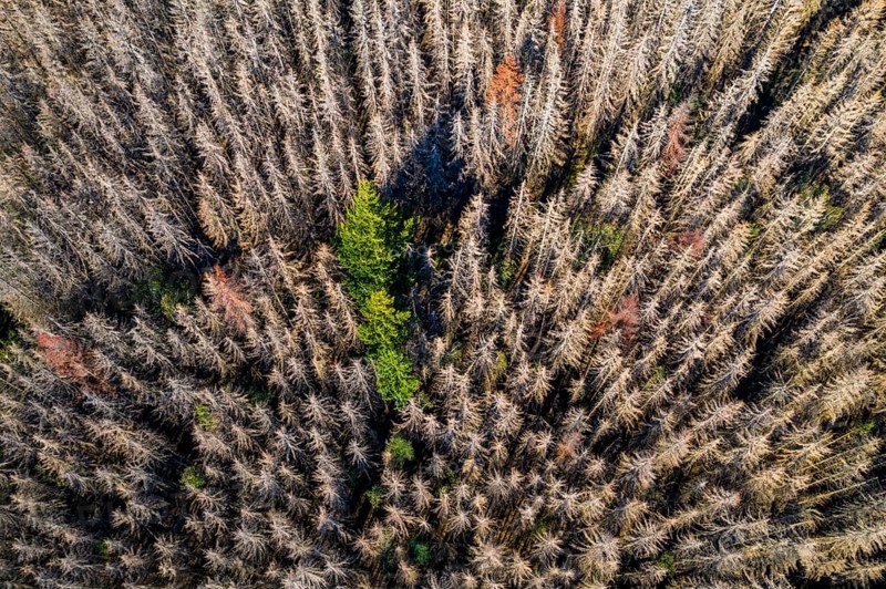 Sauerland, forest dieback, dead spruce trees, caused by the bark beetle, high temperatures, lack of water, climate change, North Rhine-Westphalia, Germany, Europe