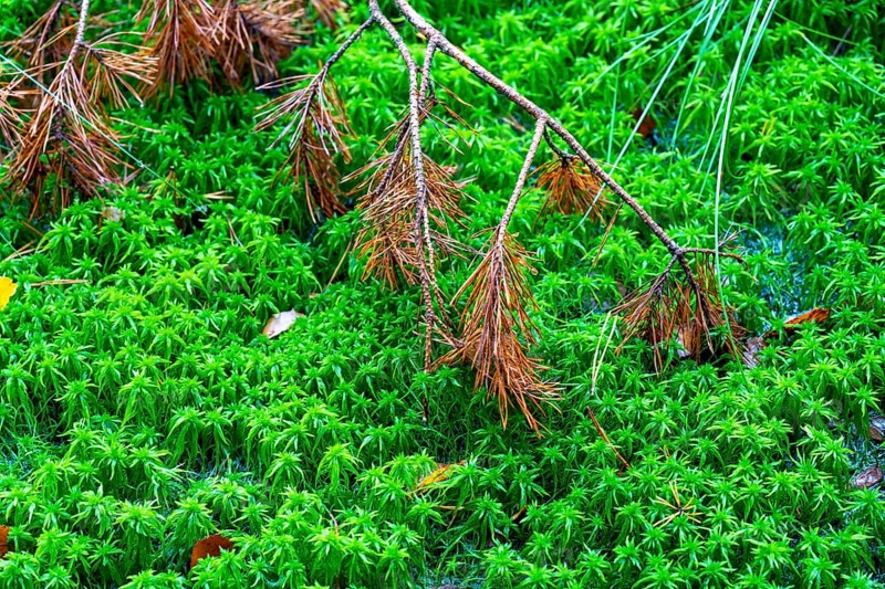 The Pietzmoor, raised bog in the Lüneburg Heath nature reserve, peat-forming sponges, peat mosses, near Schneverdingen, Lower Saxony, Germany, Europe