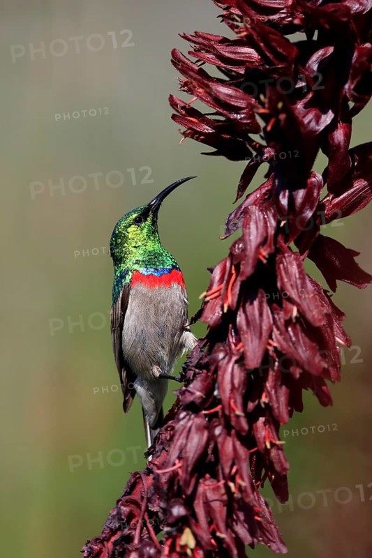 Cape Sunbird (Cinnyris chalybeus), adult, foraging, on giant honey flower (Melianthus major), Kirstenbosch Botanic Gardens, Cape Town, South Africa, Africa