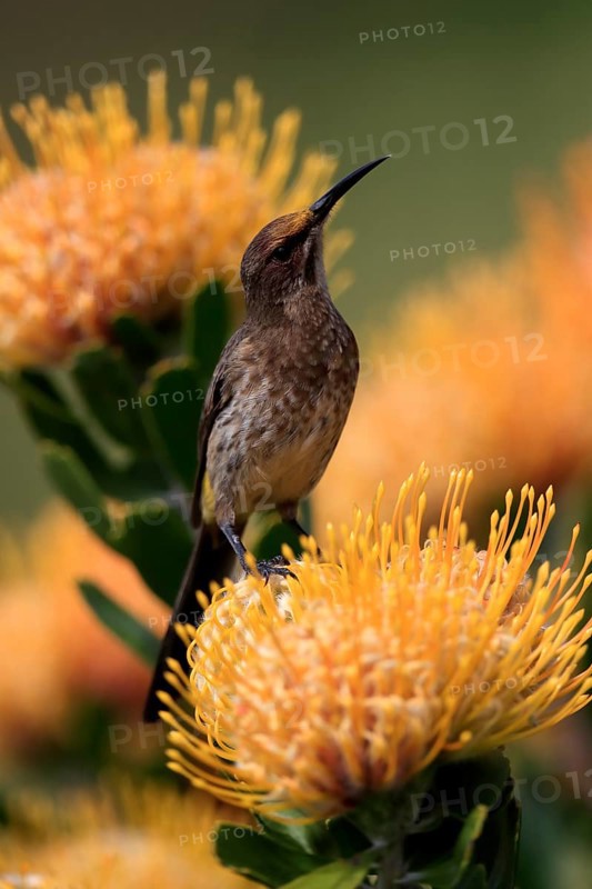 Cape Honeybird (Promerops cafer), adult, female, on flower, Protea, vigilant, Kirstenbosch Botanic Gardens, Cape Town, South Africa, Africa