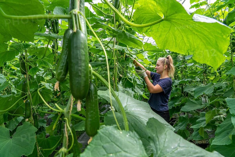 Cultivation of mini cucumbers, snack cucumbers, in a greenhouse, near Straelen, North Rhine-Westphalia, Germany, Harvesting of mini cucumbers, snack cucumbers, in a greenhouse, near Straelen, North Rhine-Westphalia, Germany, Europe