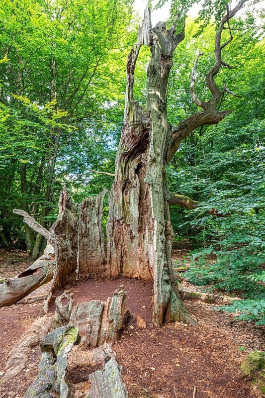 The Sababurg primeval forest, or primeval forest in the Reinhardswald, is a 95-hectare biotope under nature and landscape protection, with trees over 500 years old, hut trees, in the district of Kassel, Hesse, Germany, Europe