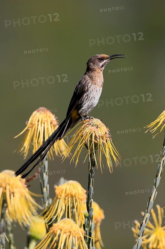 Cape Honeybird (Promerops cafer), adult, male, singing, on flower, Protea, Kirstenbosch Botanical Gardens, Cape Town, South Africa, Africa