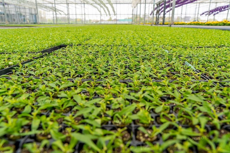 Horticultural business, greenhouse, flower pots, young plants, cape daisies, osteospermum, growing up, Straelen, North Rhine-Westphalia, Germany, Europe