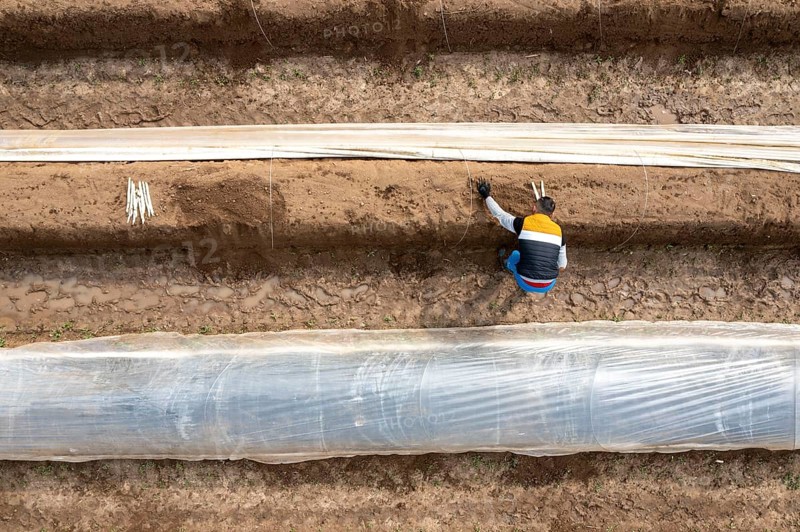Asparagus harvest in the Rhineland, asparagus pickers at work in an asparagus field covered with plastic sheeting to allow the asparagus to grow better in the cold spring, Dormagen-Broich, North Rhine-Westphalia, Germany, Europe