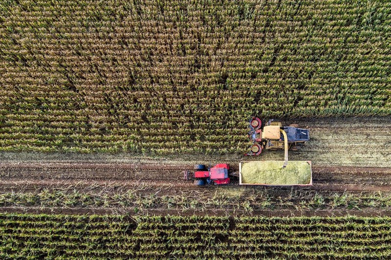 Maize harvest, combine harvester, chopper works its way through a maize field, the silage is pumped directly into a trailer, serves as cattle feed, Lower Rhine, Rees, North Rhine-Westphalia, Germany, Europe