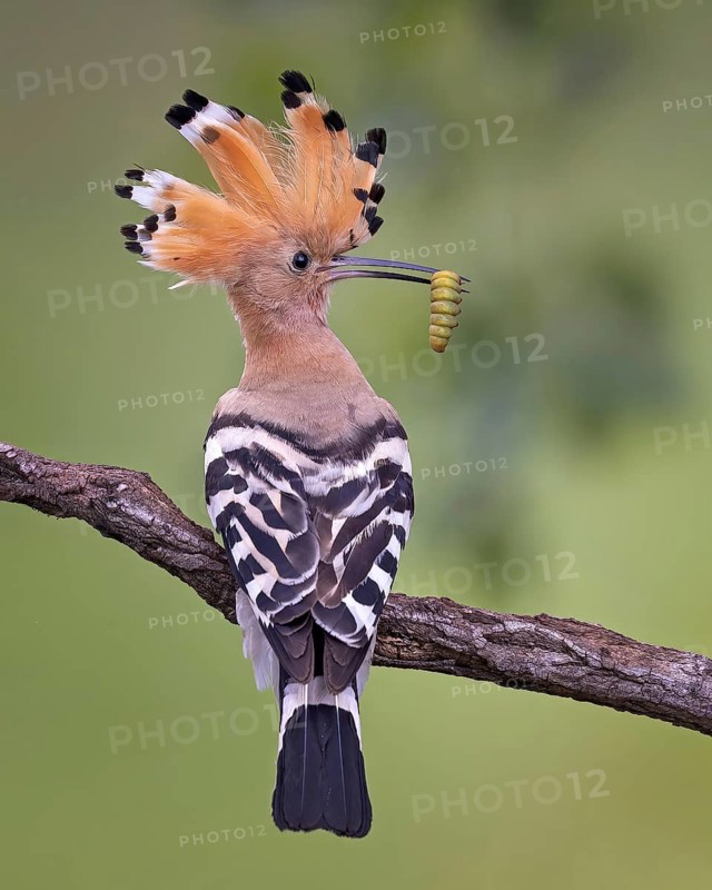 Hoopoe (Upupa epops) Bird of the Year 2022, with caterpillar as prey, erected bonnet, sunrise, golden hour, backlight, walking on branch, Middle Elbe Biosphere Reserve, Saxony-Anhalt, Germany, Europe