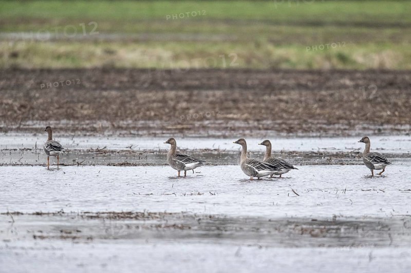 Bean Geese (Anser fabalis), Emsland, Lower Saxony, Germany, Europe