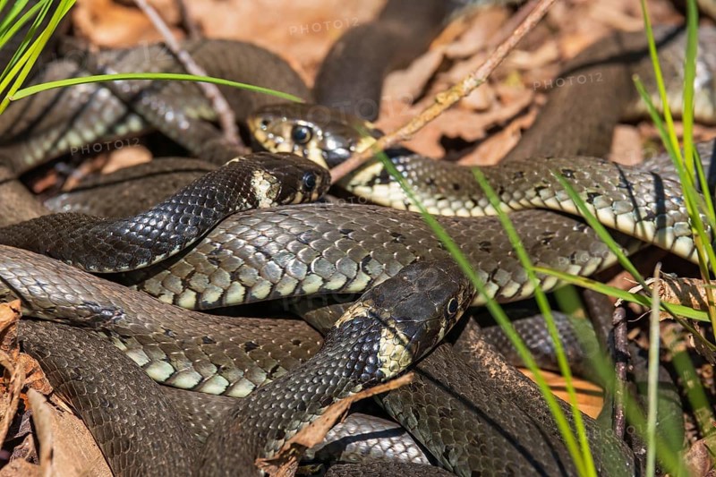 Group of Grass snakes (Natrix natrix) basking in the sun at springtime