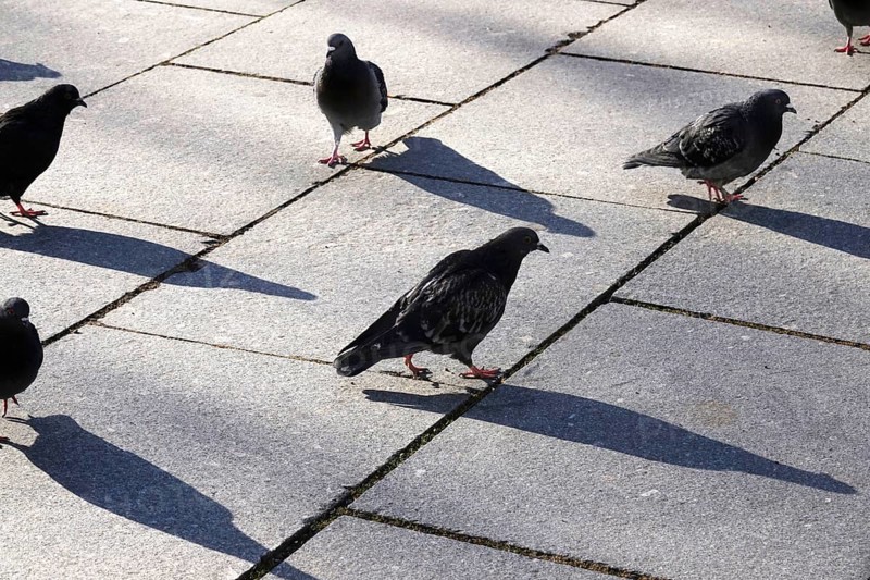City pigeons with shadow, wintertime, Saxony, Germany, Europe