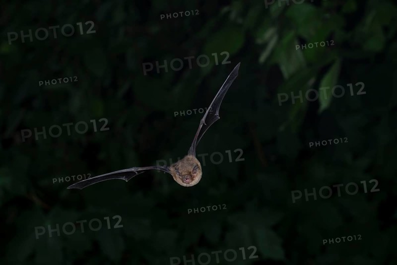 Common pipistrelle (Pipistrellus pipistrellus) hunting insects in front of deciduous forest, Brandenburg, Germany, Europe