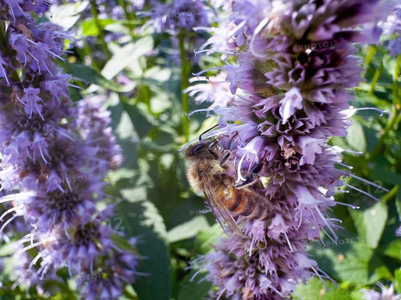 Flower impression, honey bee (Apis), sitting on anise hyssop (Agastache foeniculum)