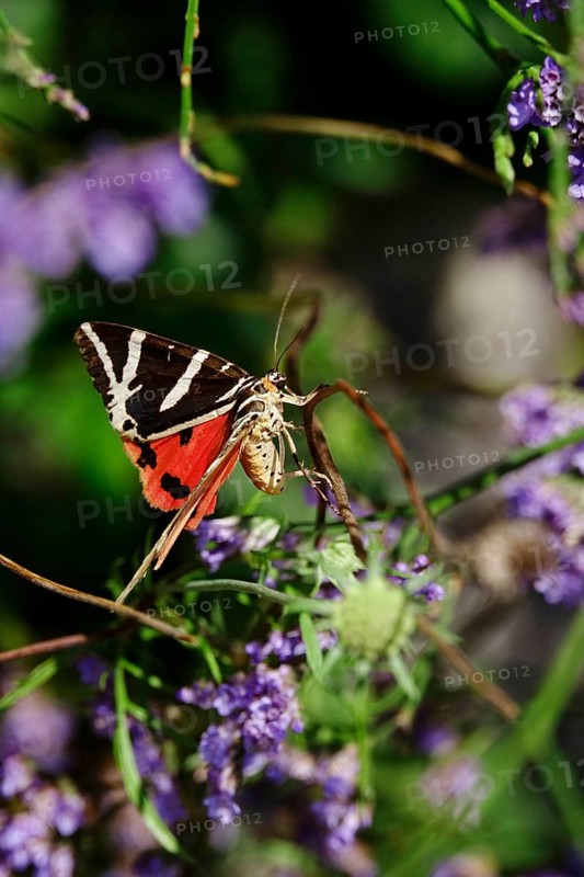 Spanish flag, (Euplagia quadripunctaria), summer, Saxony, Germany, Europe