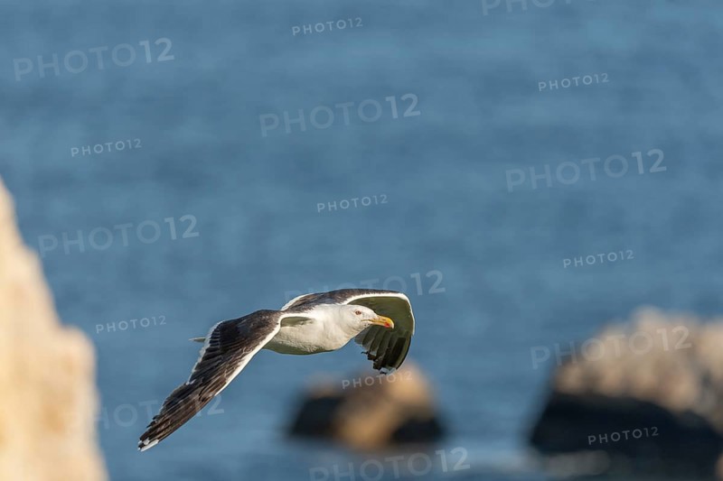 Great black-backed gull (Larus marinus) gliding along the cliffs of the Atlantic Ocean. Camaret, Crozon, Finistere, Brittany, France, Europe